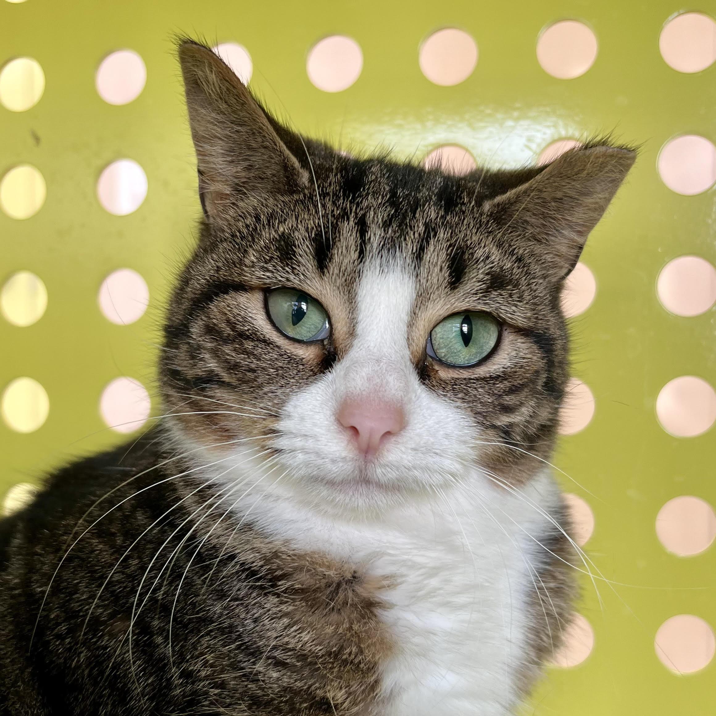 Enlarge Daphne, a ADOPTABLE Domestic Short Hair in Pontiac, MI image 1/2