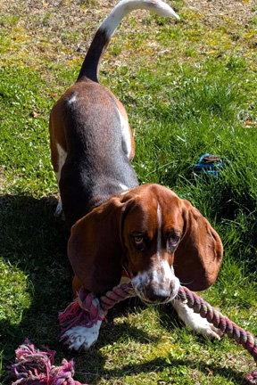 WESLEY, Adoptable, Young Male Basset Hound.