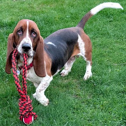Enlarge WESLEY, a Adoptable Basset Hound in Mays Landing, NJ image 2/3