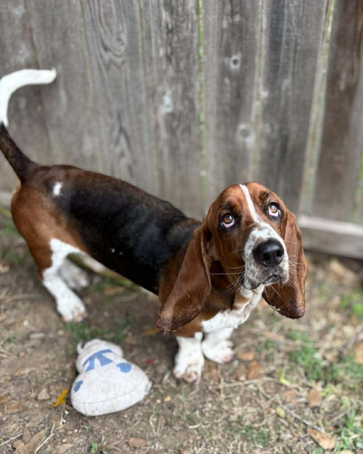 Enlarge WESLEY, a Adoptable Basset Hound in Mays Landing, NJ image 3/3