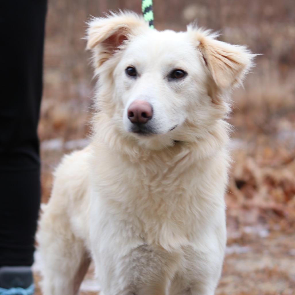 Enlarge CT Creed, a Adoptable mixed breed in Stormville, NY image 3/4