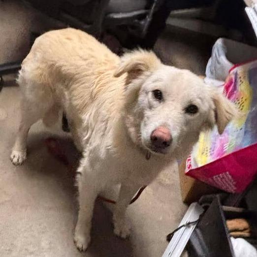 Enlarge CT Creed, a Adoptable mixed breed in Stormville, NY image 4/4