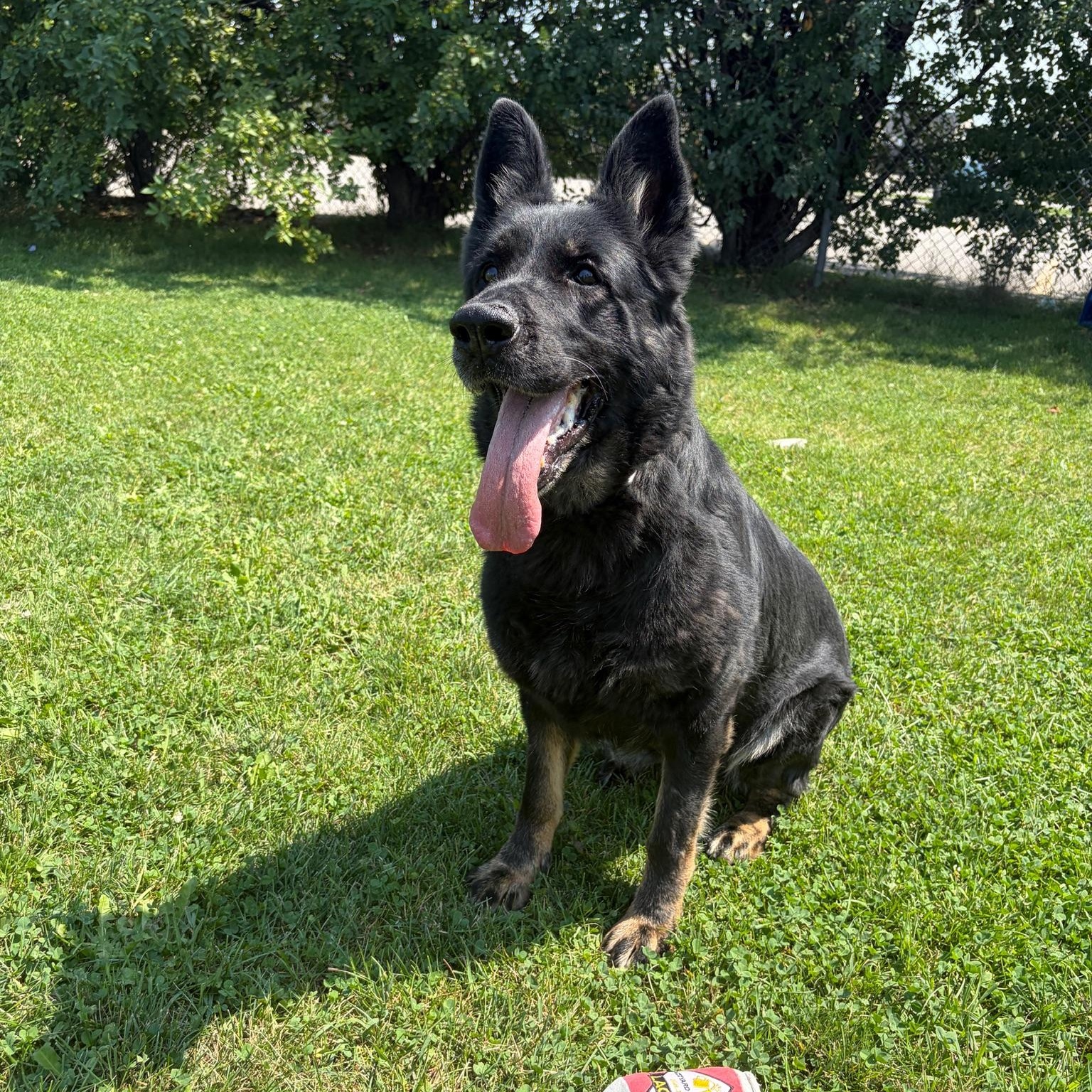 Enlarge Nova - Foster to Adopt, a Adoptable German Shepherd Dog in Mississauga, ON image 4/4