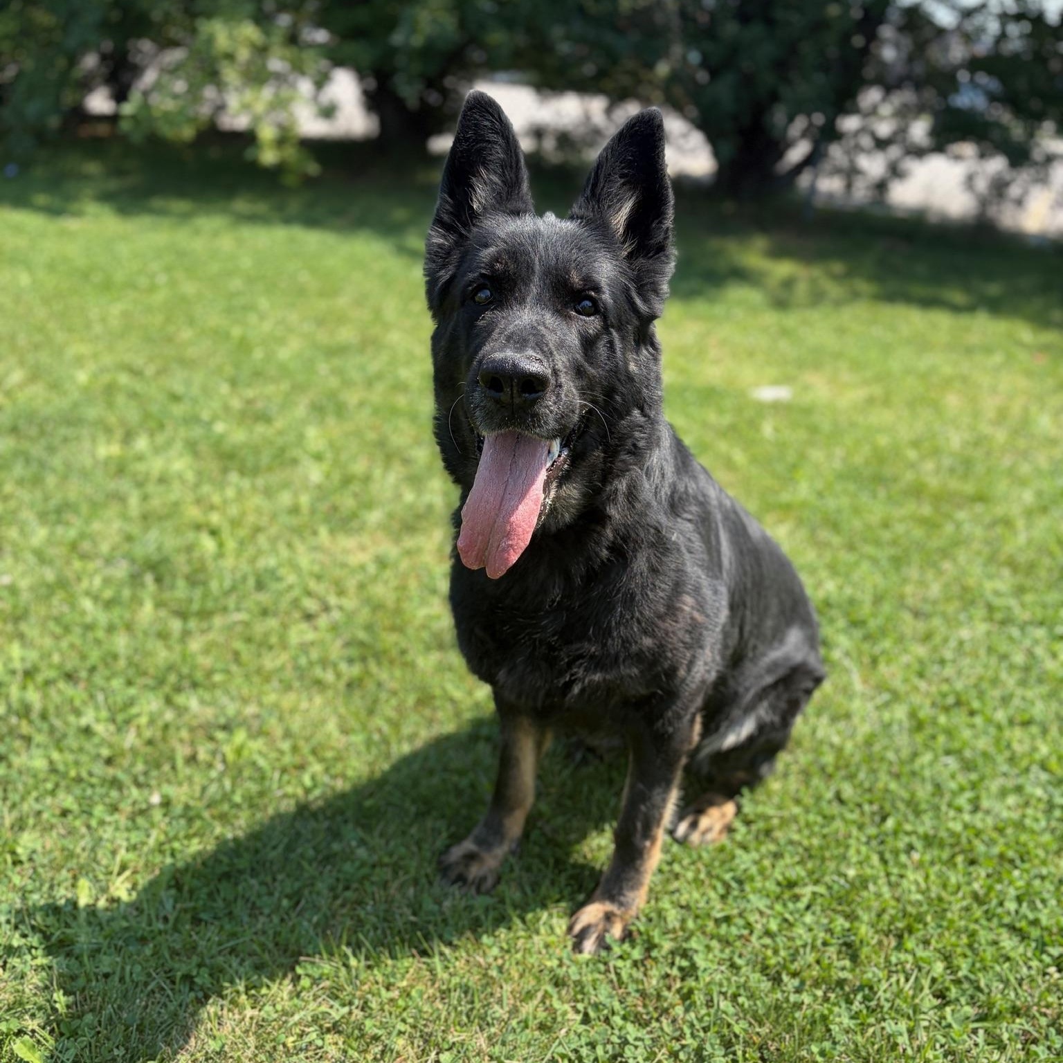 Enlarge Nova - Foster to Adopt, a Adoptable German Shepherd Dog in Mississauga, ON image 3/4