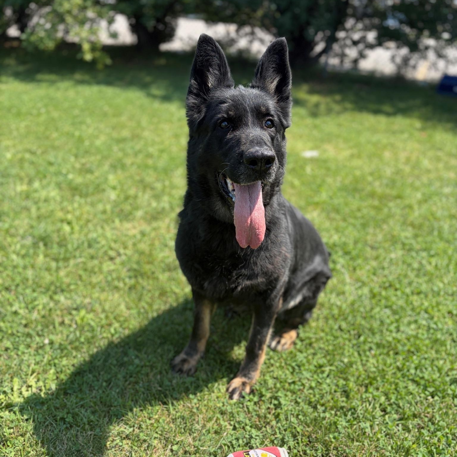 Enlarge Nova - Foster to Adopt, a Adoptable German Shepherd Dog in Mississauga, ON image 2/4