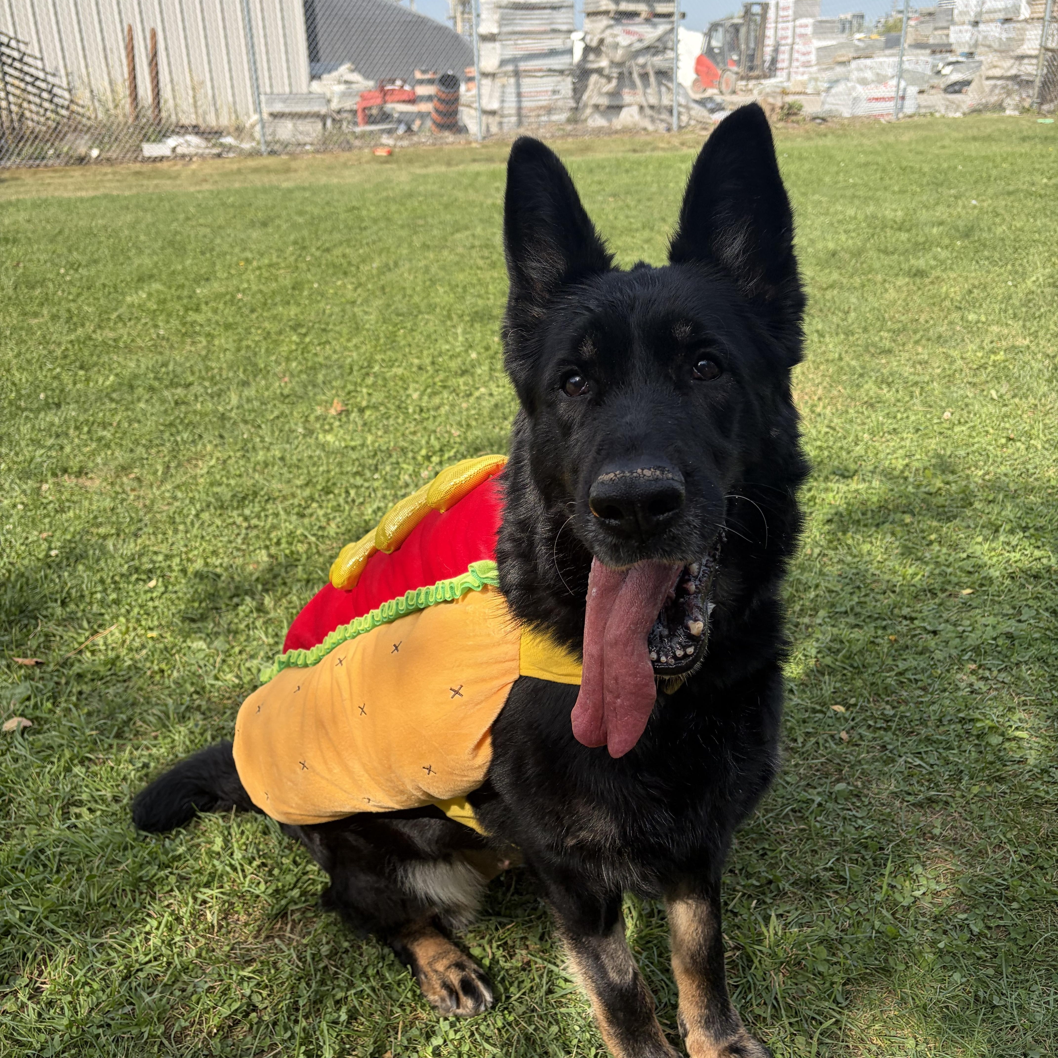 Enlarge Nova - Foster to Adopt, a Adoptable German Shepherd Dog in Mississauga, ON image 1/4