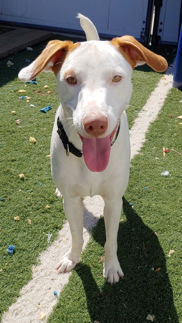 Mylo, a Adoptable mixed breed in Sarasota, FL image 1/12