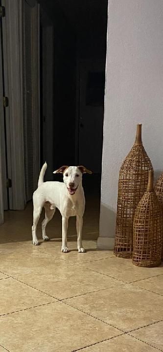 Mylo, a Adoptable mixed breed in Sarasota, FL image 3/12