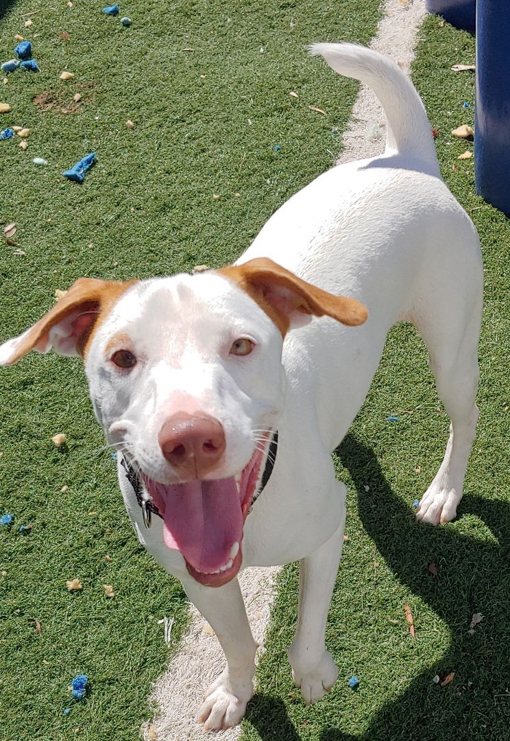 Mylo, a Adoptable mixed breed in Sarasota, FL image 4/12