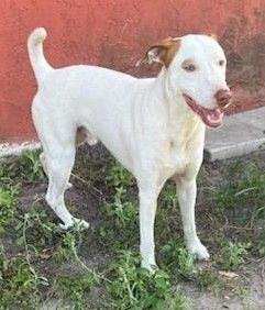 Mylo, a Adoptable mixed breed in Sarasota, FL image 5/12