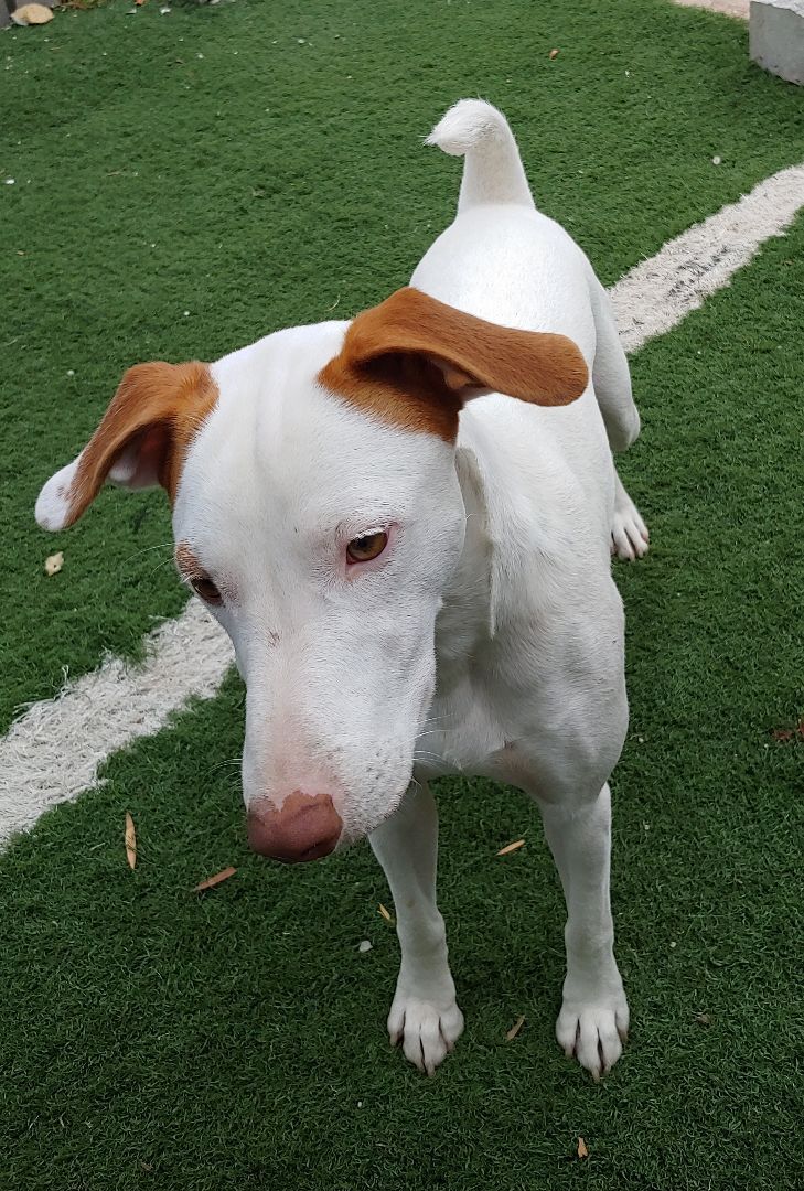 Mylo, a Adoptable mixed breed in Sarasota, FL image 6/12