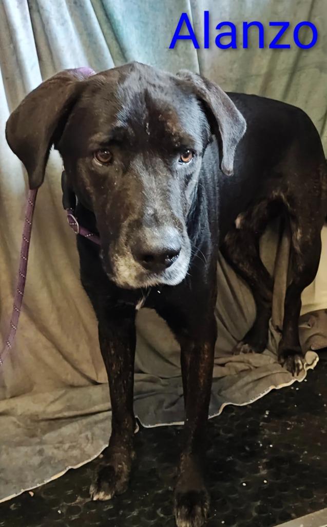 Enlarge Alanzo, a Adoptable mixed breed in Mena, AR image 1/1