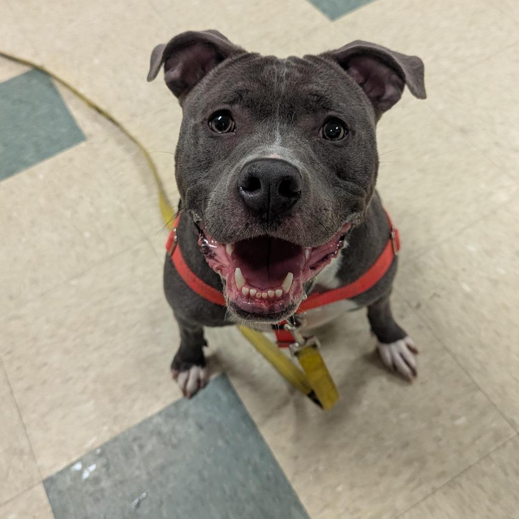 Enlarge Blu 24-249, a Adoptable Pit Bull Terrier in Stratford, CT image 1/1