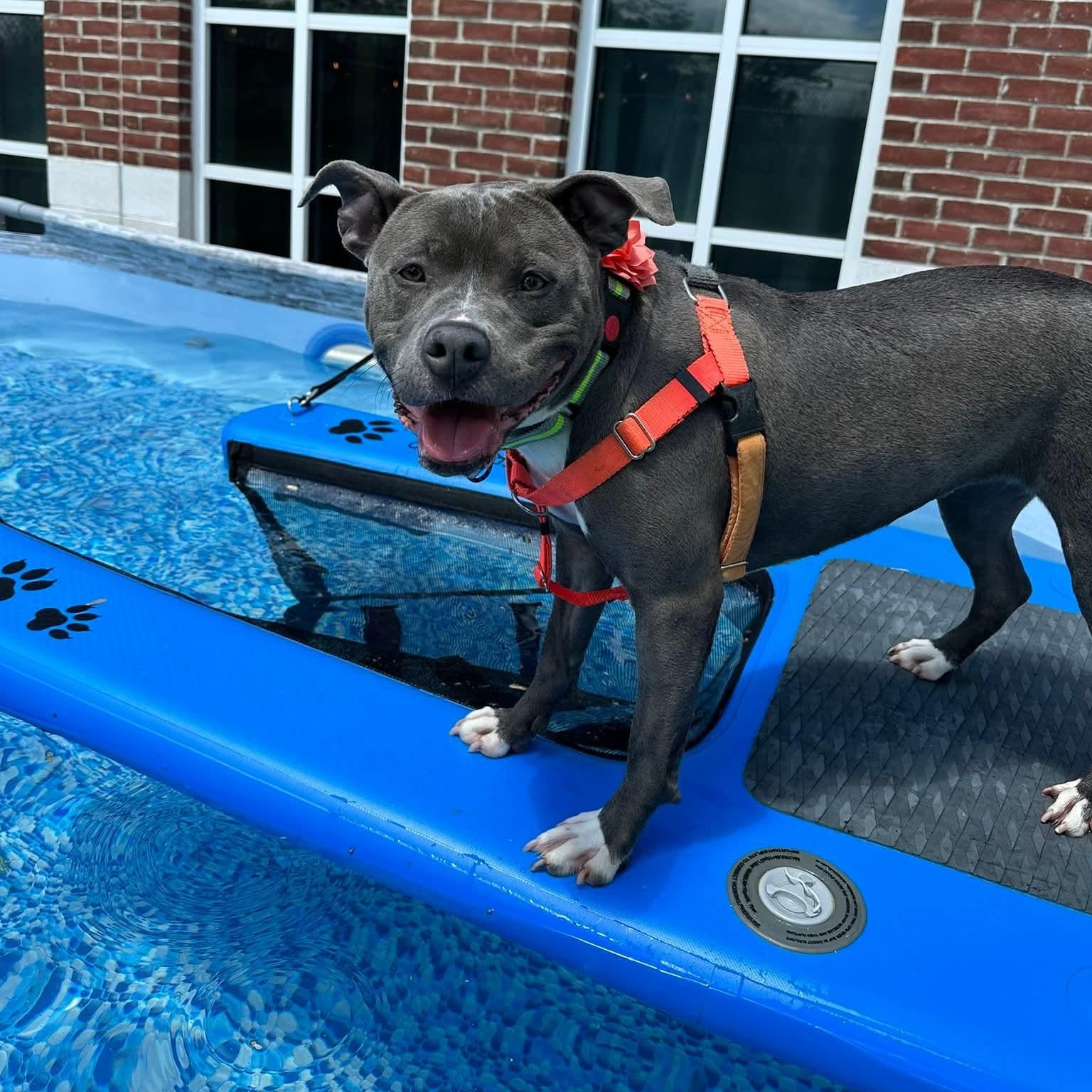 Enlarge Blu 24-249, a Adoptable mixed breed in Stratford, CT image 2/5