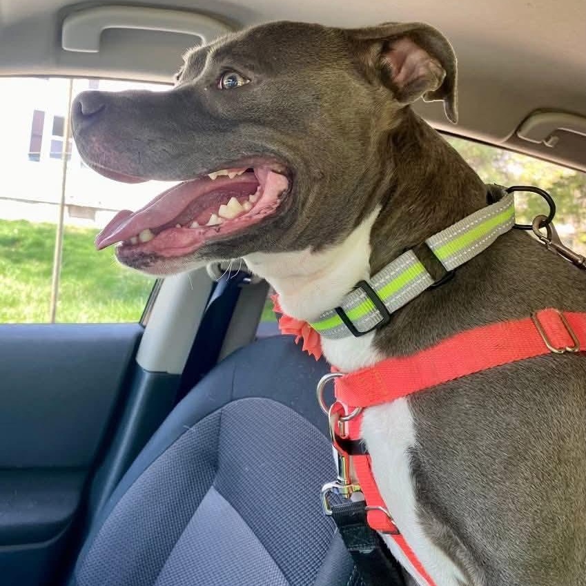 Enlarge Blu 24-249, a Adoptable mixed breed in Stratford, CT image 3/5