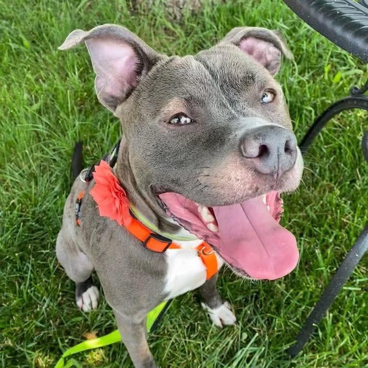 Enlarge Blu 24-249, a Adoptable mixed breed in Stratford, CT image 5/5