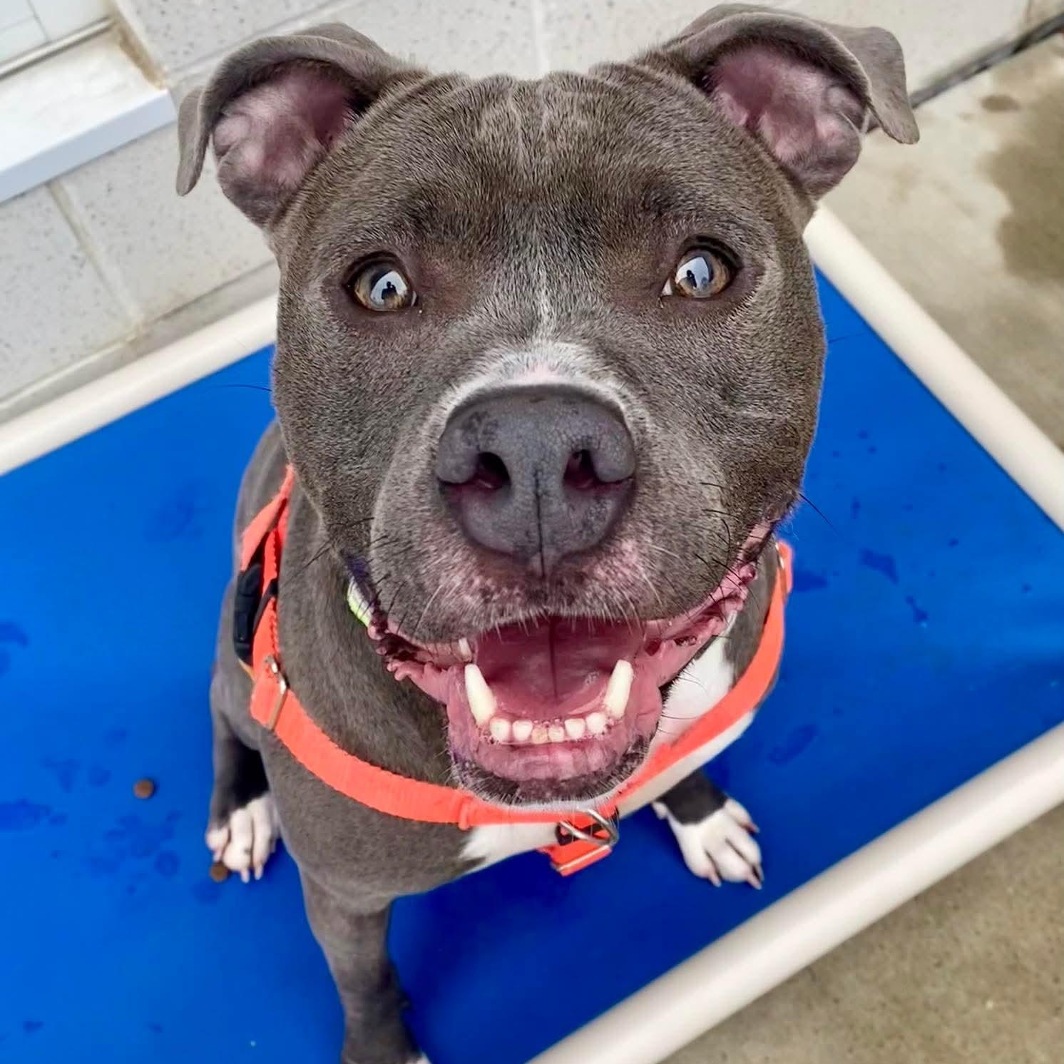 Enlarge Blu 24-249, a Adoptable mixed breed in Stratford, CT image 4/5