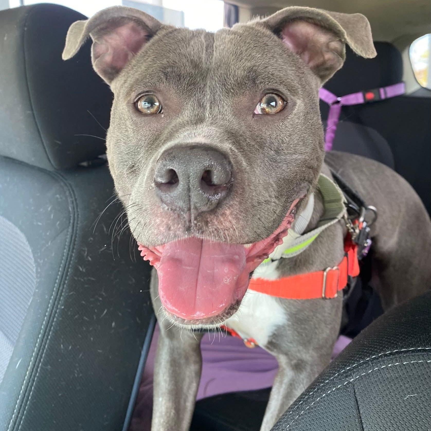 Blu 24-249, Adoptable, Adult Female Pit Bull Terrier.