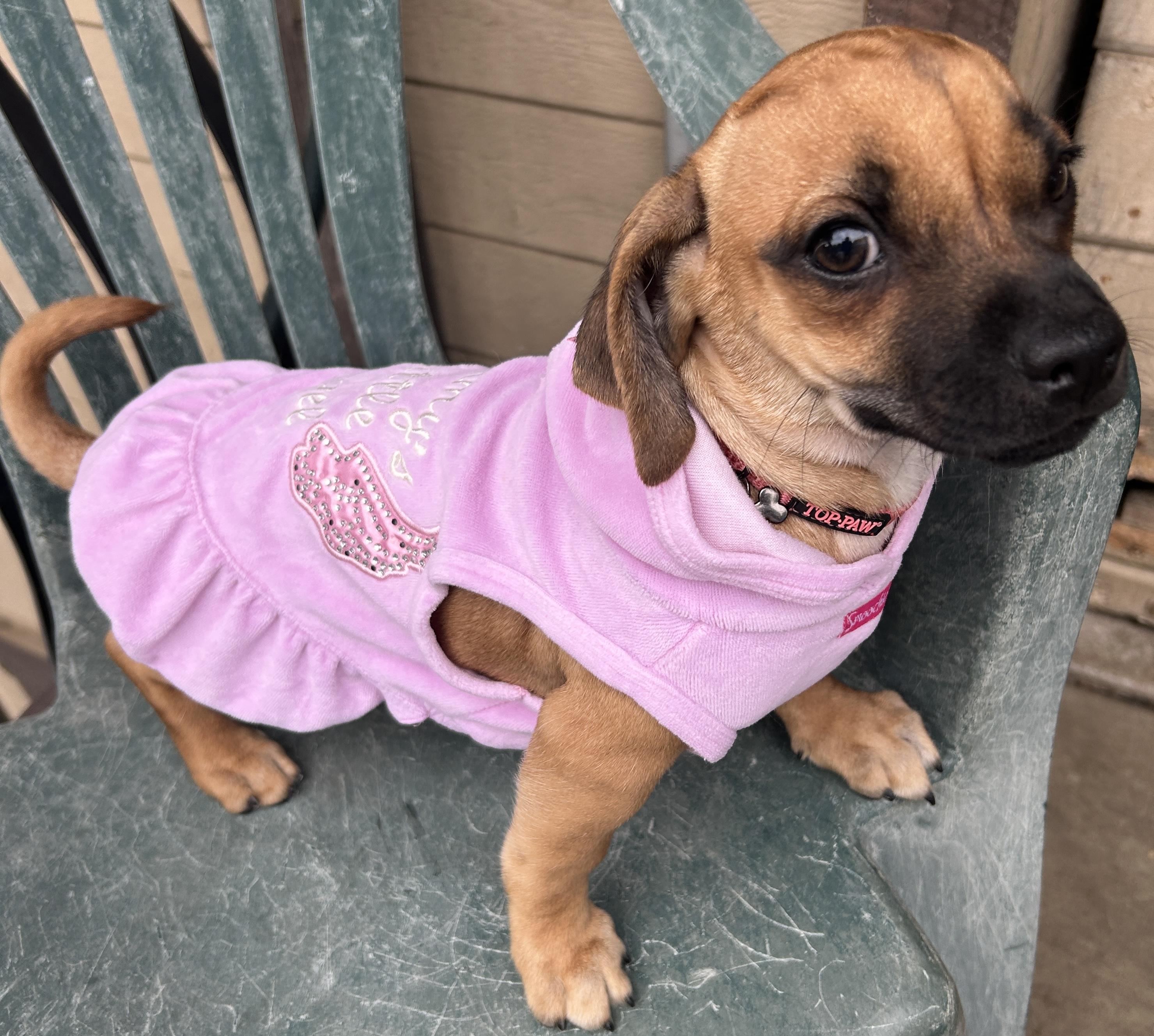 SWEET PEA, a Adoptable mixed breed in El Cajon, CA image 2/6