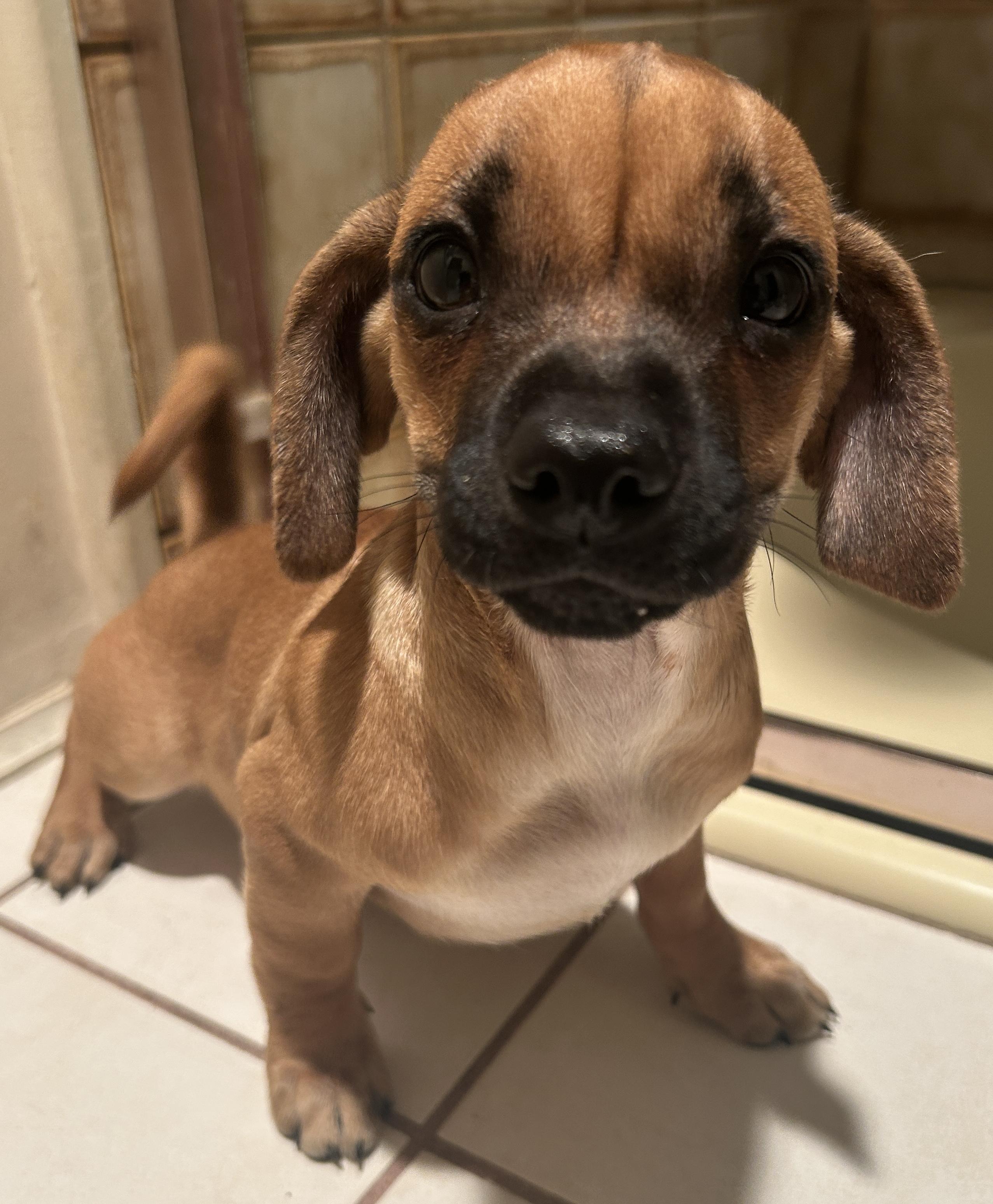 SWEET PEA, a Adoptable mixed breed in El Cajon, CA image 4/6