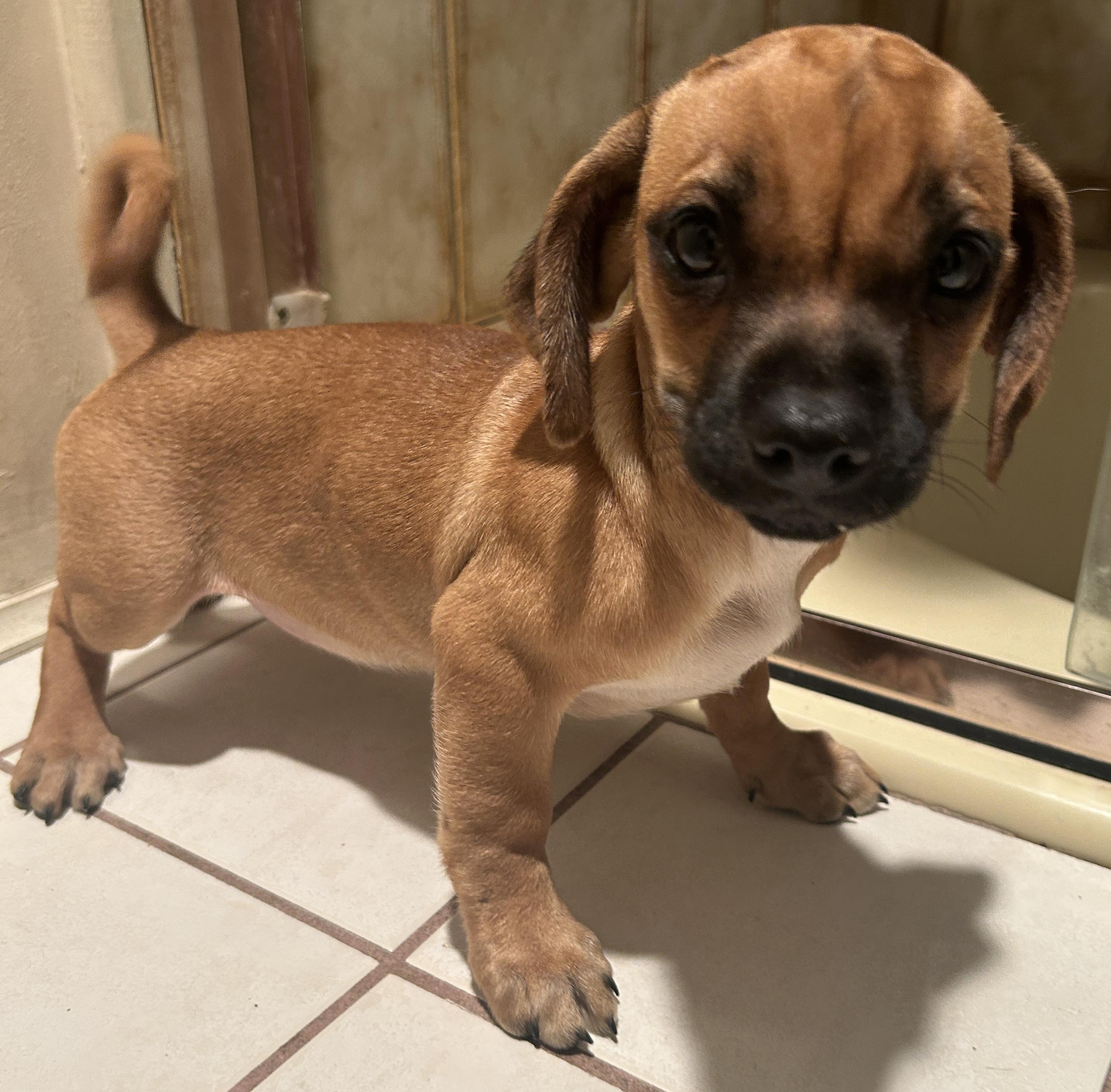 SWEET PEA, a Adoptable mixed breed in El Cajon, CA image 5/6