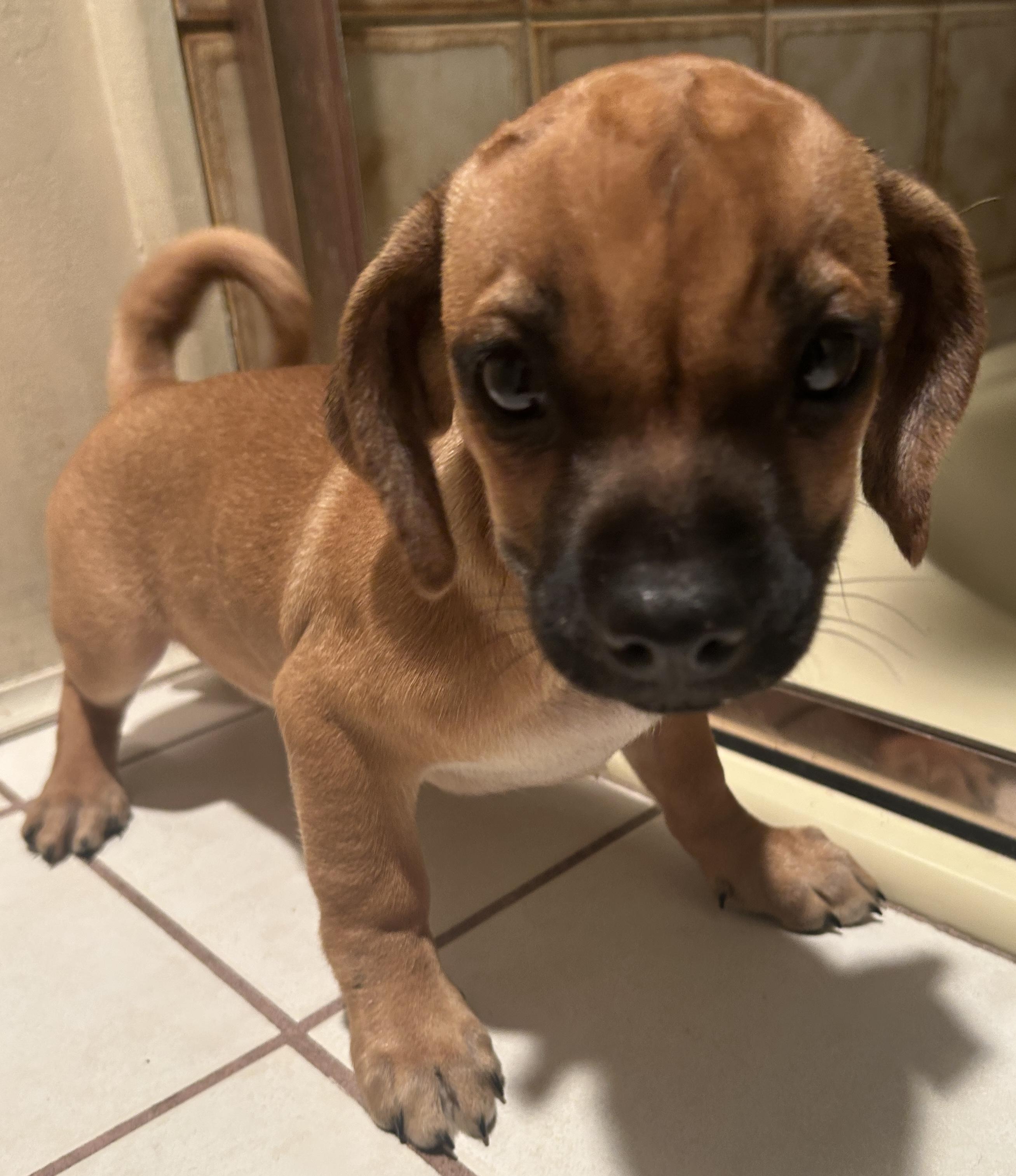 SWEET PEA, a Adoptable mixed breed in El Cajon, CA image 6/6