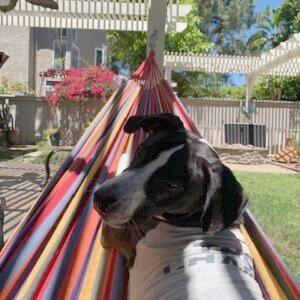 Billy/Kullen, Adoptable, Adult Male Border Collie.