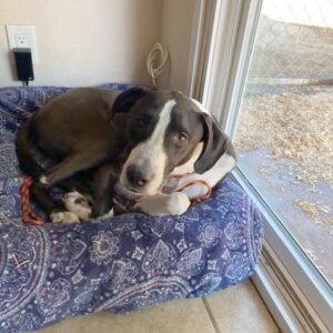 Enlarge Billy/Kullen, a Adoptable Border Collie in San Diego, CA image 2/6