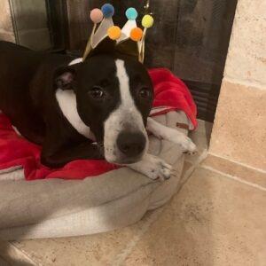 Enlarge Billy/Kullen, a Adoptable Border Collie in San Diego, CA image 3/6