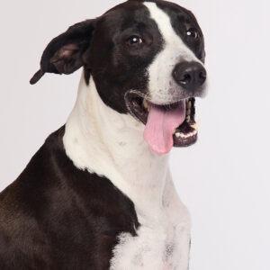 Enlarge Billy/Kullen, a Adoptable Border Collie in San Diego, CA image 4/6