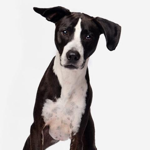 Enlarge Billy/Kullen, a Adoptable Border Collie in San Diego, CA image 5/6