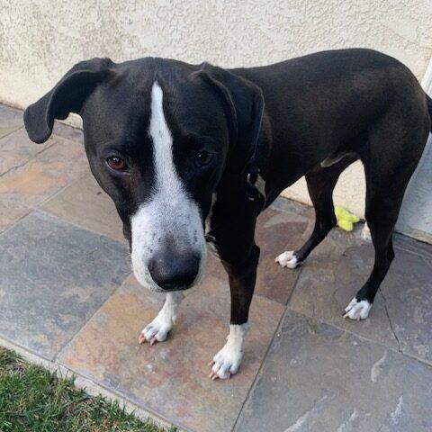 Enlarge Billy/Kullen, a Adoptable Border Collie in San Diego, CA image 6/6