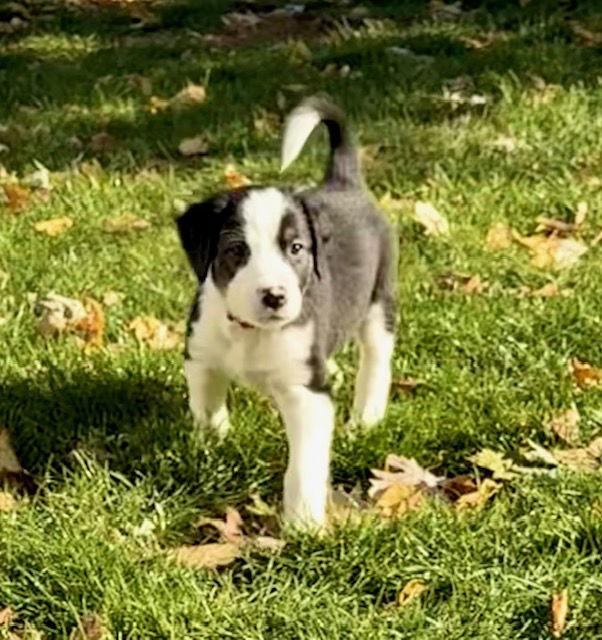 Aspen Leaf, a Adoptable mixed breed in Hillside, IL image 1/3