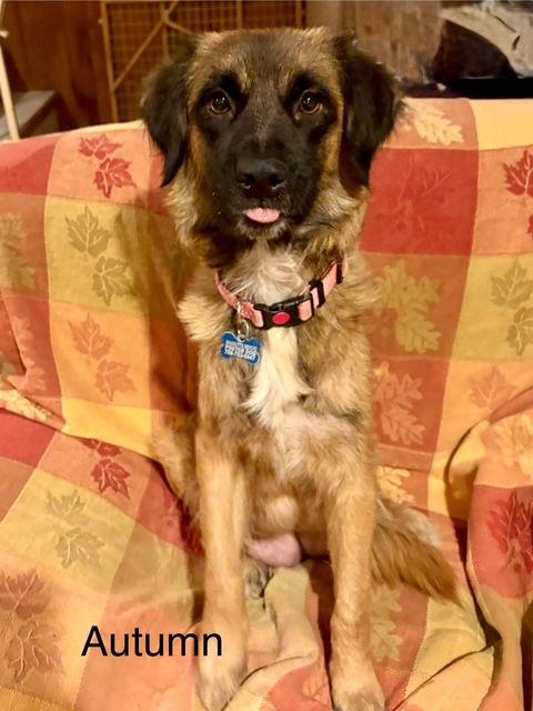 Aspen Leaf, a Adoptable mixed breed in Hillside, IL image 2/3