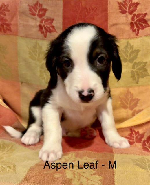 Aspen Leaf, a Adoptable mixed breed in Hillside, IL image 3/3