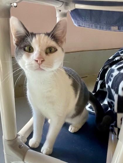 Enlarge Nona, a Adoptable Domestic Short Hair in Bartlesville, OK image 1/1