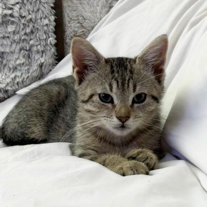 Enlarge Junebug, a Adoptable mixed breed in Wheaton, IL image 1/3