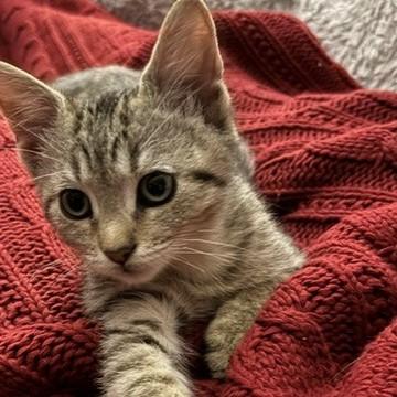 Enlarge Junebug, a Adoptable mixed breed in Wheaton, IL image 2/3