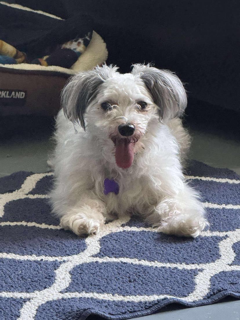 Charlie 2