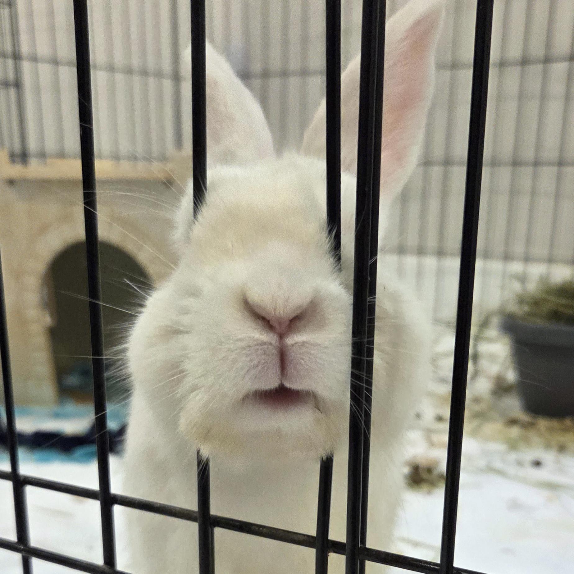 Ollie, adopted, Adult Male Florida White.