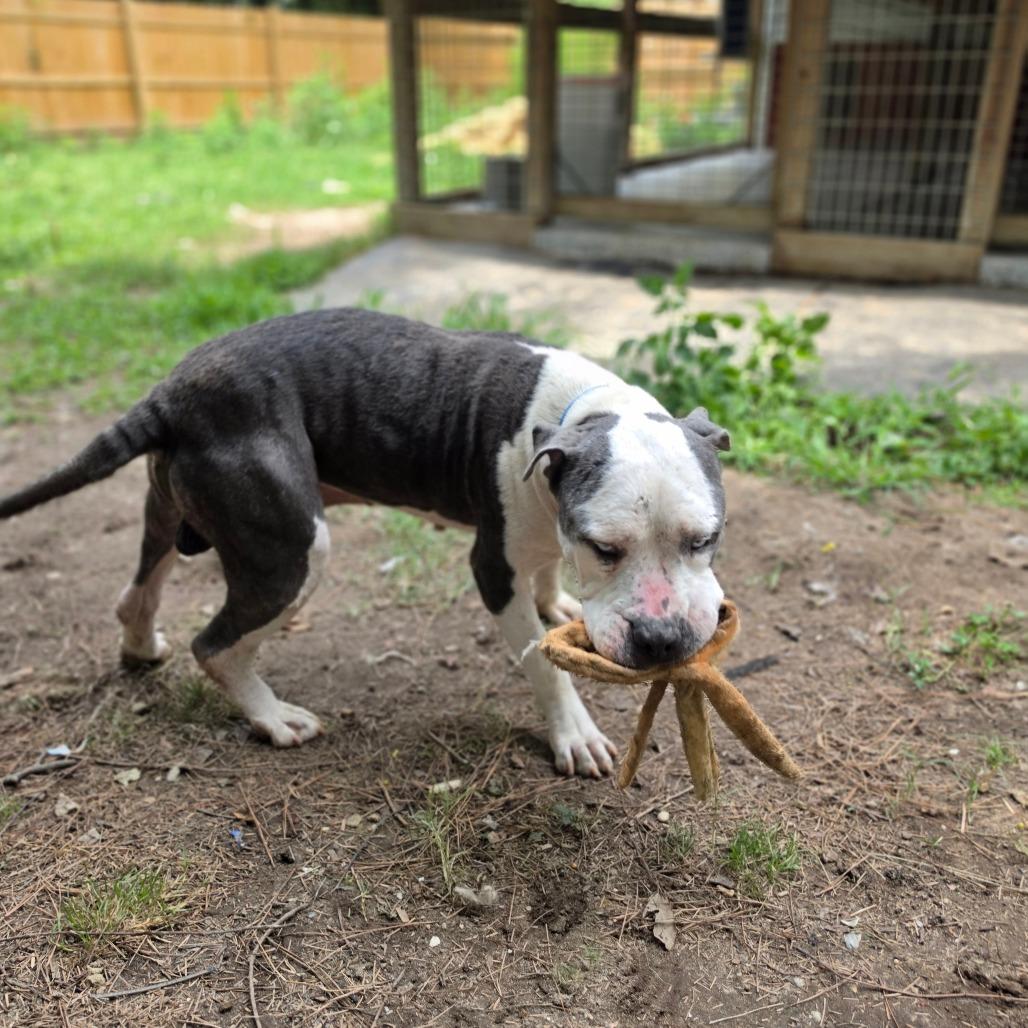 Riddick, a Adoptable mixed breed in Chesapeake, VA image 1/5