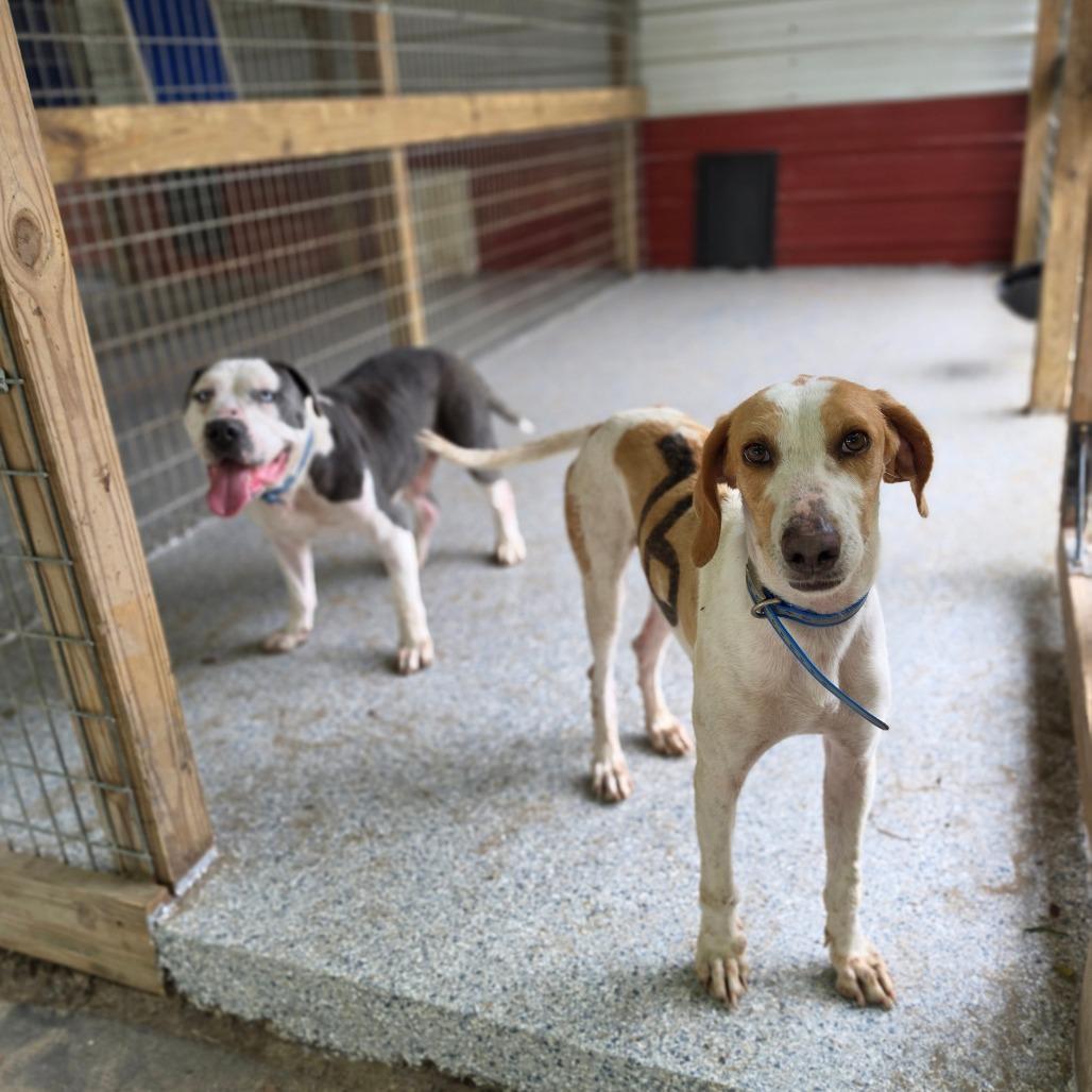 Riddick, a Adoptable mixed breed in Chesapeake, VA image 2/5