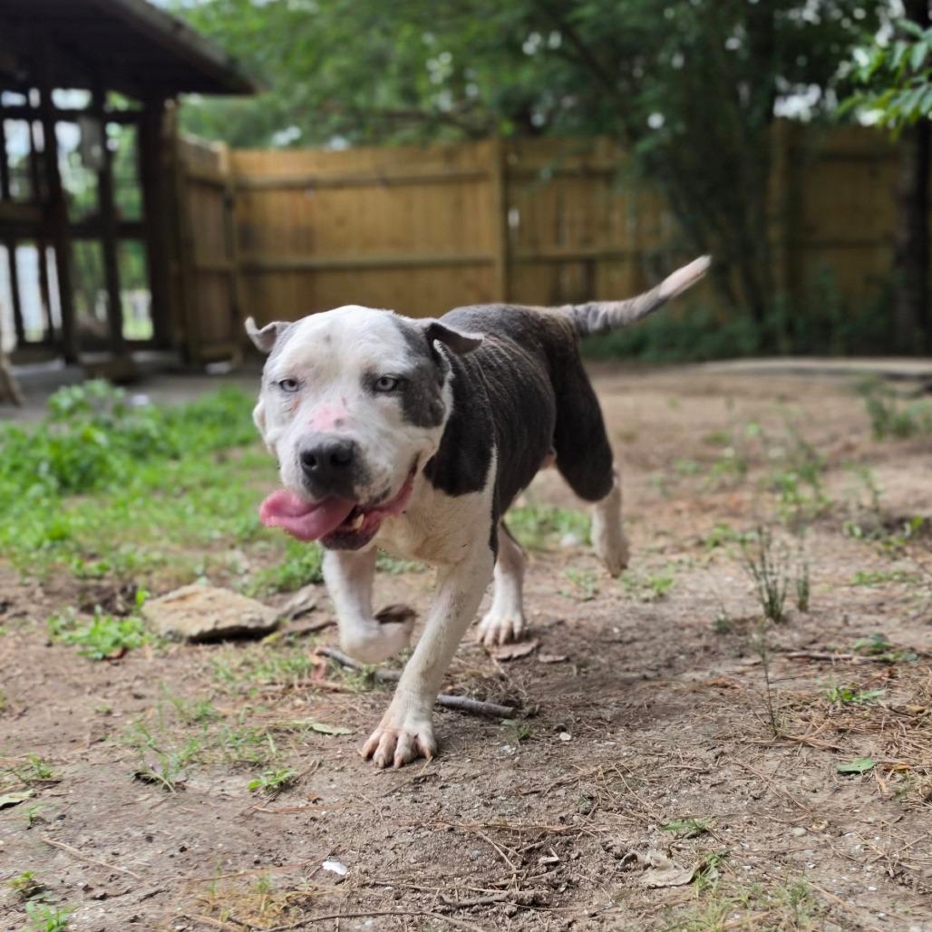 Riddick, a Adoptable mixed breed in Chesapeake, VA image 3/5