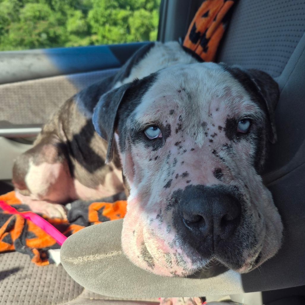 Riddick, a Adoptable mixed breed in Chesapeake, VA image 5/5