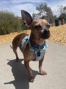 Enlarge Fifi, a ADOPTABLE mixed breed in Albuquerque, NM image 1/1