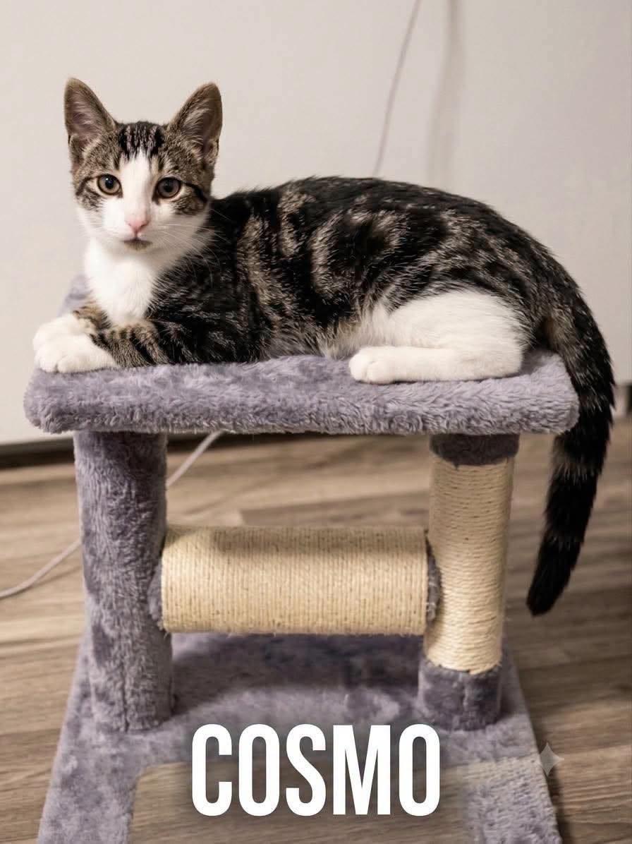 Cosmo, ADOPTABLE, Young Male American Shorthair.