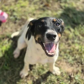 Isabel, Adoptable, Adult Female Mixed Breed.