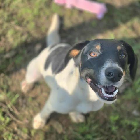 Enlarge Isabel, a Adoptable Mixed Breed in Dover, AR image 2/3