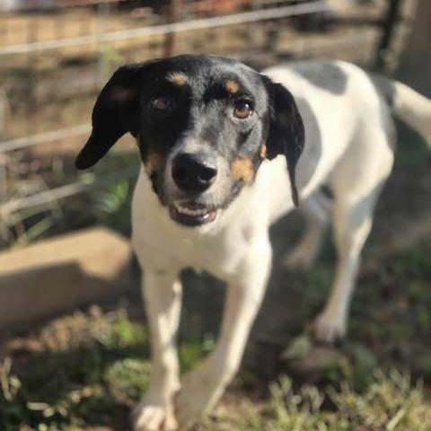 Enlarge Isabel, a Adoptable Mixed Breed in Dover, AR image 3/3