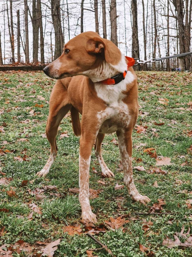 Liliana, a Adoptable Hound in Memphis, TN image 3/4